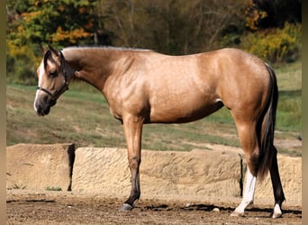 American Quarter Horse, Mare, 1 year, 14 hh, Buckskin