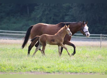 American Quarter Horse, Mare, 1 year, 14 hh, Champagne