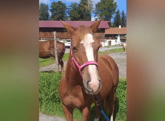 American Quarter Horse, Mare, 1 year, 14 hh, Chestnut-Red