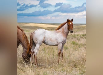 American Quarter Horse, Mare, 1 year, 14 hh, Roan-Red