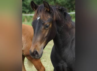 American Quarter Horse, Mare, 1 year, 14,2 hh, Bay-Dark