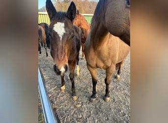 American Quarter Horse, Mare, 1 year, 14,2 hh, Bay-Dark
