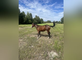 American Quarter Horse, Mare, 1 year, 14,2 hh, Bay-Dark