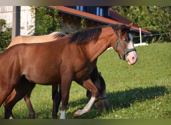 American Quarter Horse, Mare, 1 year, 14,2 hh, Bay
