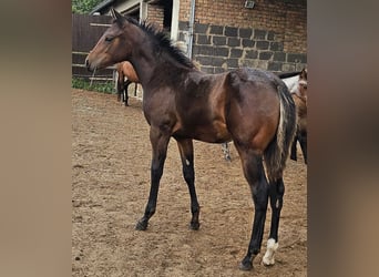 American Quarter Horse, Mare, 1 year, 14,2 hh, Brown