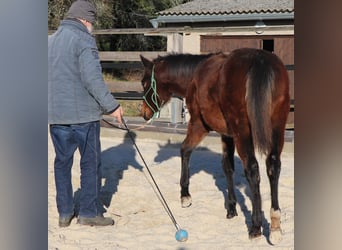 American Quarter Horse, Mare, 1 year, 14,2 hh, Brown