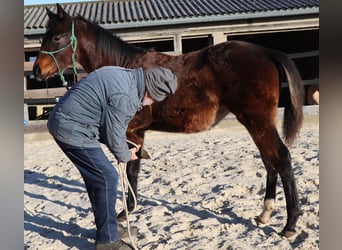 American Quarter Horse, Mare, 1 year, 14,2 hh, Brown