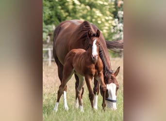 American Quarter Horse, Mare, 1 year, 14,2 hh, Brown