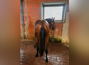 American Quarter Horse, Mare, 1 year, 14,2 hh, Brown