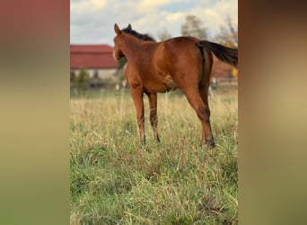 American Quarter Horse, Mare, 1 year, 14,2 hh, Brown