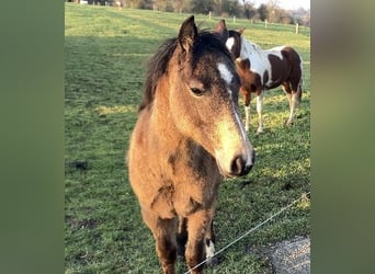 American Quarter Horse, Mare, 1 year, 14,2 hh, Buckskin