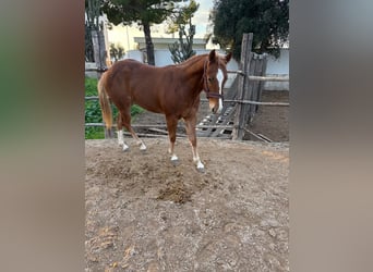 American Quarter Horse, Mare, 1 year, 14,2 hh, Chestnut-Red