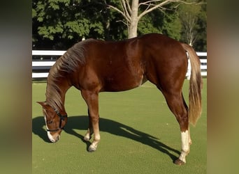 American Quarter Horse, Mare, 1 year, 14,2 hh, Chestnut-Red