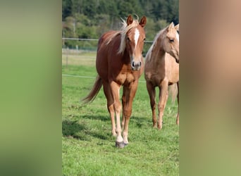 American Quarter Horse, Mare, 1 year, 14,2 hh, Chestnut-Red