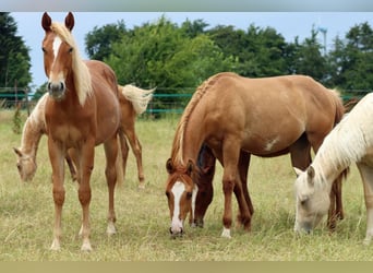 American Quarter Horse, Mare, 1 year, 14,2 hh, Chestnut-Red