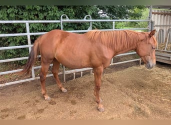 American Quarter Horse, Mare, 1 year, 14,2 hh, Chestnut-Red