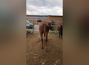 American Quarter Horse, Mare, 1 year, 14,2 hh, Chestnut-Red