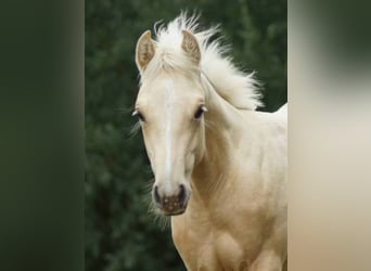 American Quarter Horse, Mare, 1 year, 14,2 hh, Palomino