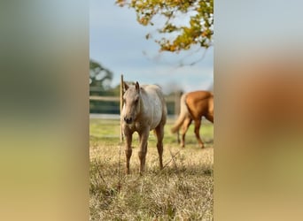 American Quarter Horse, Mare, 1 year, 14,2 hh, Palomino