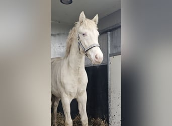 American Quarter Horse Mix, Mare, 1 year, 14,2 hh, Perlino