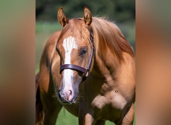 American Quarter Horse, Mare, 1 year, 14,2 hh, Red Dun