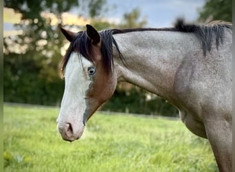 American Quarter Horse, Mare, 1 year, 14,2 hh, Roan-Bay