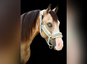American Quarter Horse, Mare, 1 year, 14,2 hh, Roan-Bay