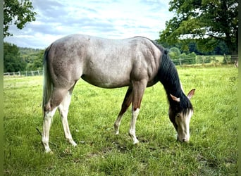 American Quarter Horse, Mare, 1 year, 14,2 hh, Roan-Bay