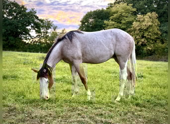 American Quarter Horse, Mare, 1 year, 14,2 hh, Roan-Bay