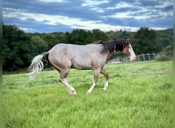 American Quarter Horse, Mare, 1 year, 14,2 hh, Roan-Bay
