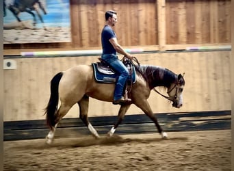 American Quarter Horse, Mare, 1 year, 14,2 hh, Roan-Bay