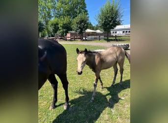 American Quarter Horse, Mare, 1 year, 14,3 hh, Buckskin