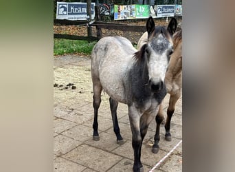 American Quarter Horse, Mare, 1 year, 14,3 hh, Buckskin