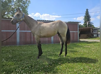 American Quarter Horse, Mare, 1 year, 14,3 hh, Buckskin