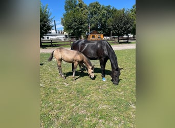 American Quarter Horse, Mare, 1 year, 14,3 hh, Buckskin