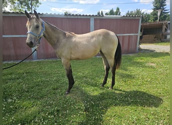 American Quarter Horse, Mare, 1 year, 14,3 hh, Buckskin
