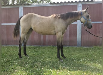 American Quarter Horse, Mare, 1 year, 14,3 hh, Buckskin
