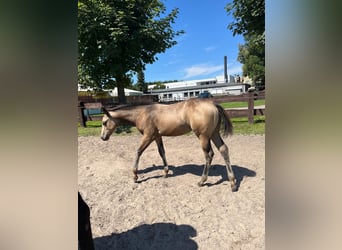 American Quarter Horse, Mare, 1 year, 14,3 hh, Buckskin
