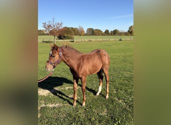 American Quarter Horse, Mare, 1 year, 14,3 hh, Chestnut-Red