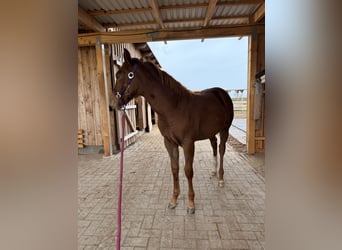 American Quarter Horse, Mare, 1 year, 14,3 hh, Chestnut-Red