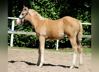 American Quarter Horse, Mare, 1 year, 14,3 hh, Palomino