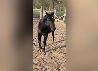 American Quarter Horse, Mare, 1 year, 15.1 hh, Black