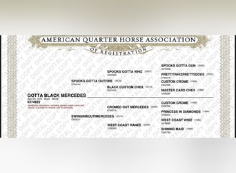 American Quarter Horse, Mare, 1 year, 15.1 hh, Black