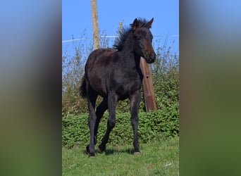 American Quarter Horse, Mare, 1 year, 15,1 hh, Black