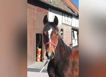 American Quarter Horse, Mare, 1 year, 15.1 hh, Brown