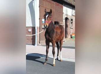 American Quarter Horse, Mare, 1 year, 15.1 hh, Brown