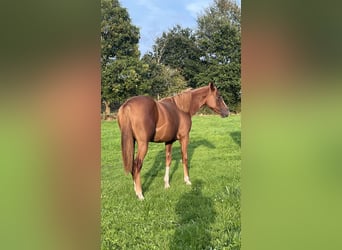 American Quarter Horse, Mare, 1 year, 15.1 hh, Chestnut-Red