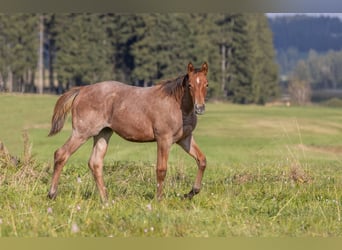 American Quarter Horse, Mare, 1 year, 15,1 hh, Roan-Bay