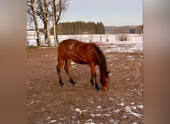 American Quarter Horse, Mare, 1 year, 15,1 hh, Roan-Bay