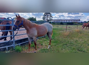 American Quarter Horse, Mare, 1 year, 15.1 hh, Roan-Red